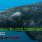 Right Whale- The North Atlantic Right Whale